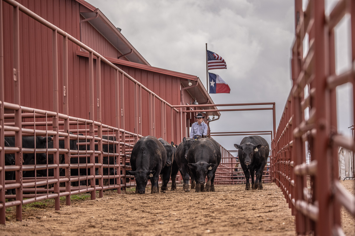 44Farms_Cameron_BullSale_Feb2021-523651
