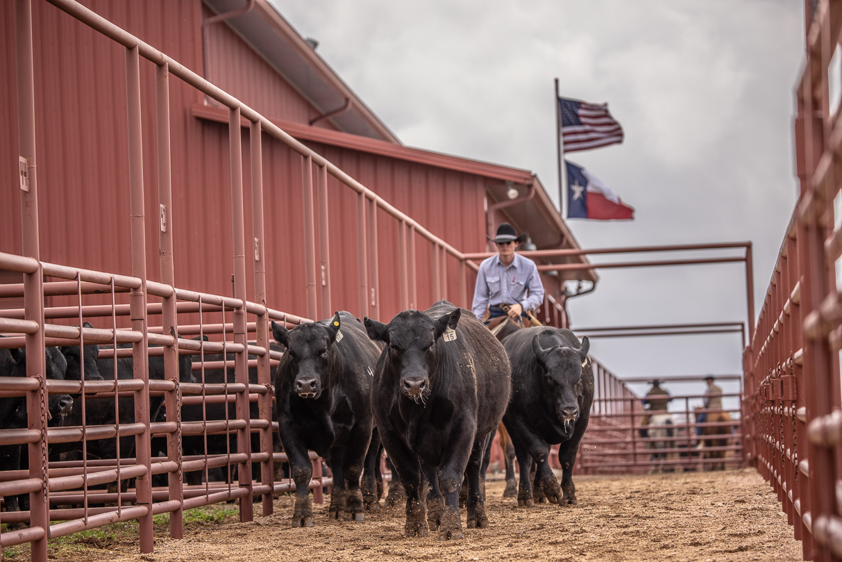 44Farms_Cameron_BullSale_Feb2021-523657