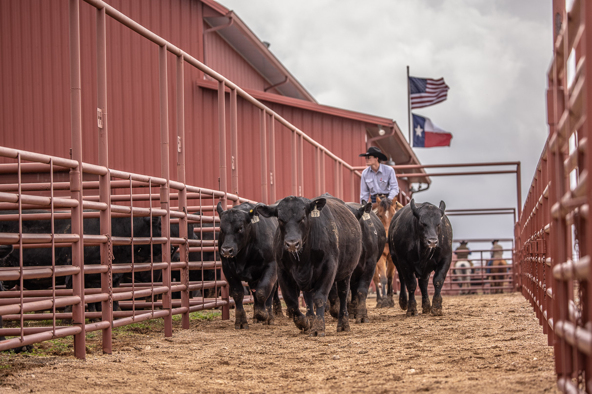 44Farms_Cameron_BullSale_Feb2021-523660