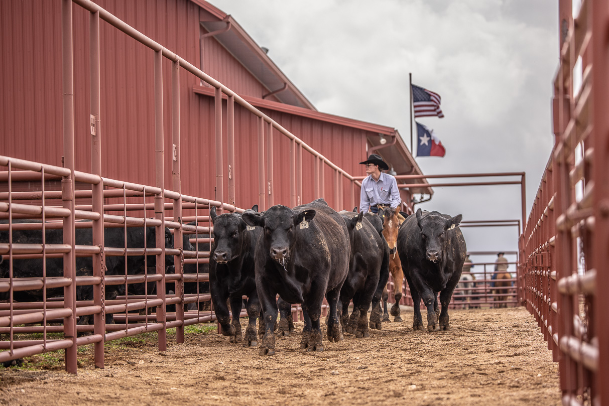 44Farms_Cameron_BullSale_Feb2021-523661