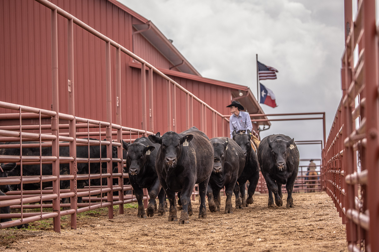 44Farms_Cameron_BullSale_Feb2021-523663