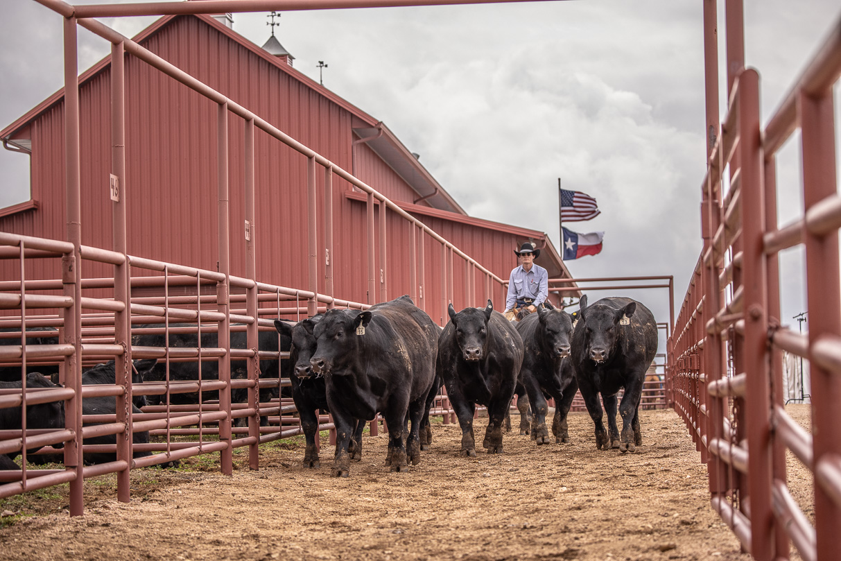 44Farms_Cameron_BullSale_Feb2021-523666