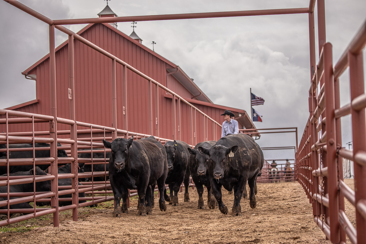 44Farms_Cameron_BullSale_Feb2021-523672