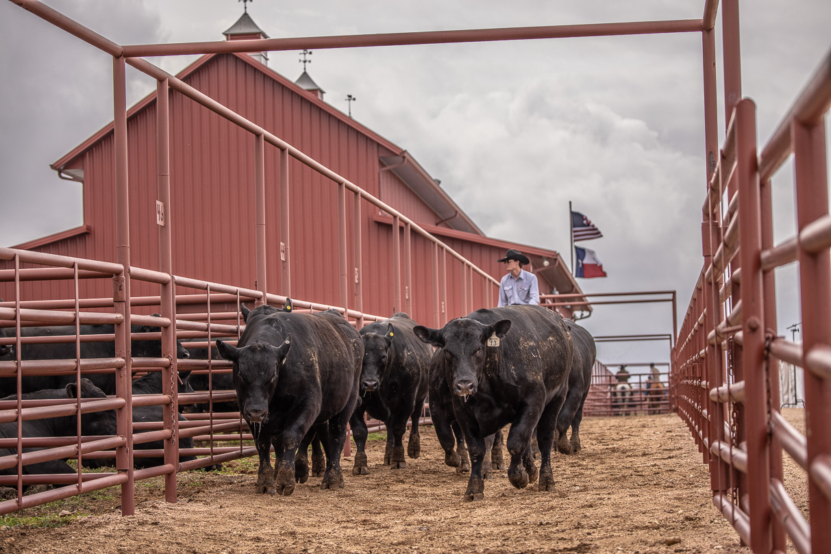 44Farms_Cameron_BullSale_Feb2021-523673