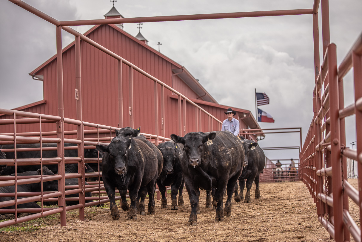 44Farms_Cameron_BullSale_Feb2021-523674