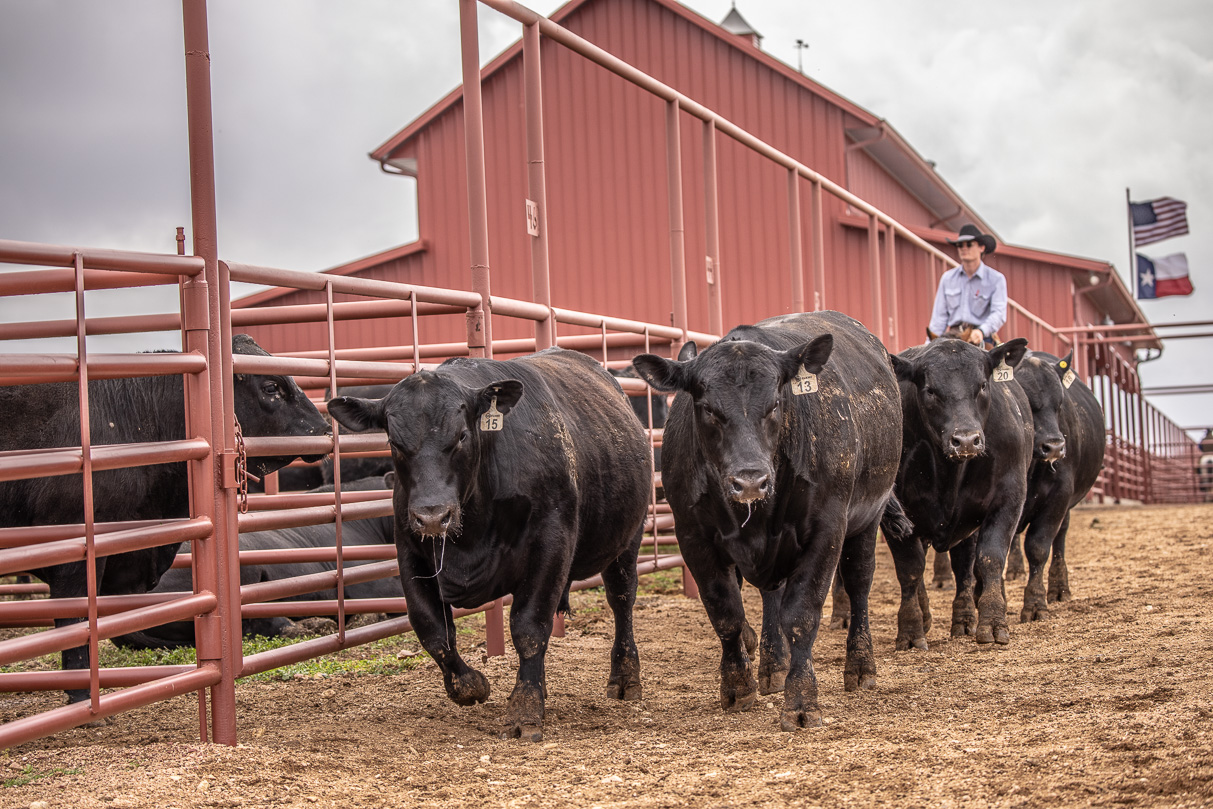 44Farms_Cameron_BullSale_Feb2021-523680