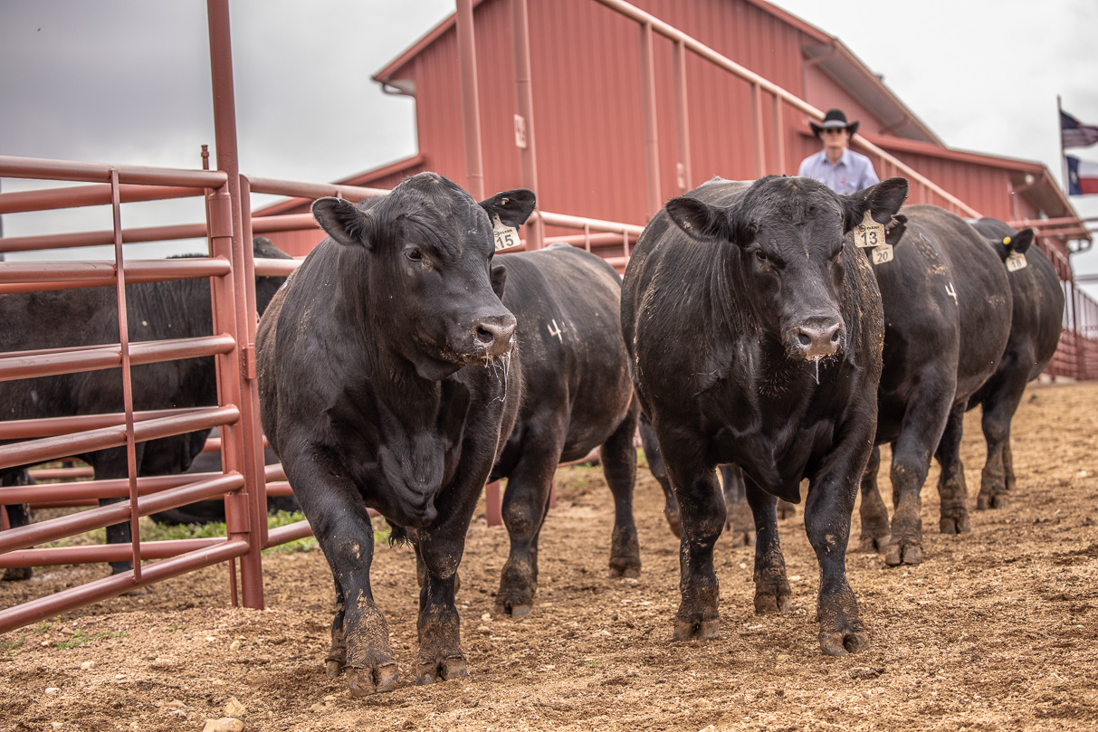 44Farms_Cameron_BullSale_Feb2021-523682