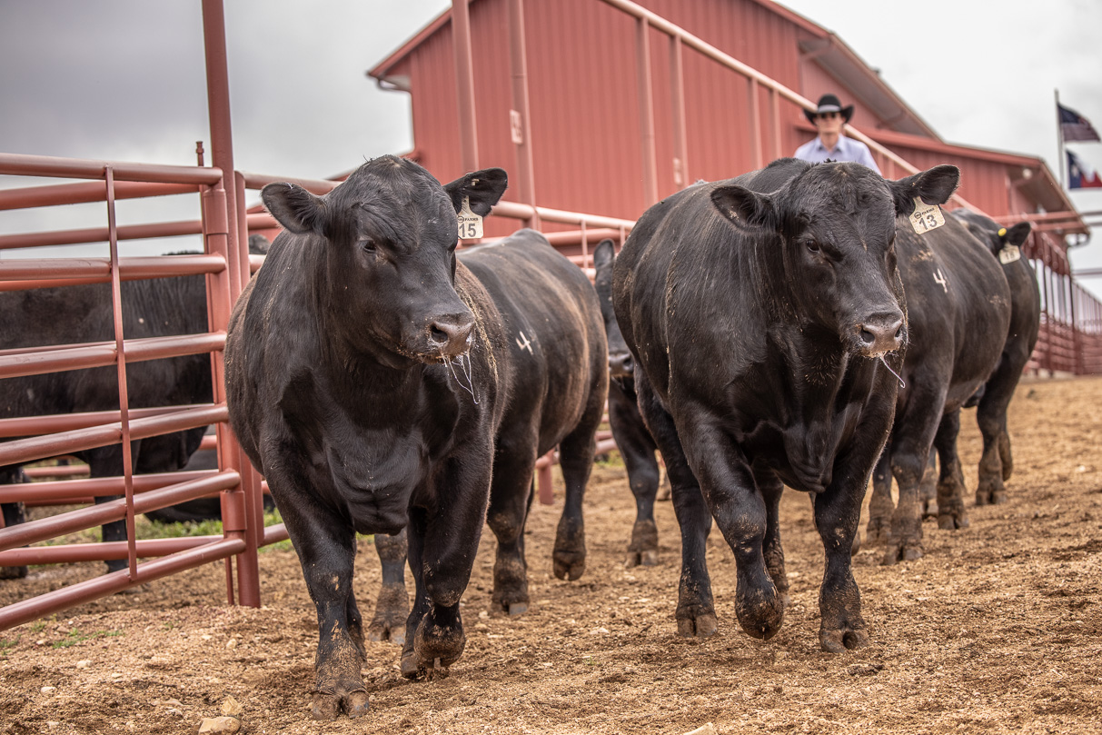 44Farms_Cameron_BullSale_Feb2021-523683