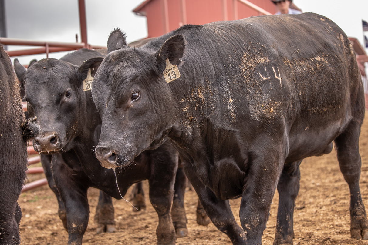 44Farms_Cameron_BullSale_Feb2021-523687