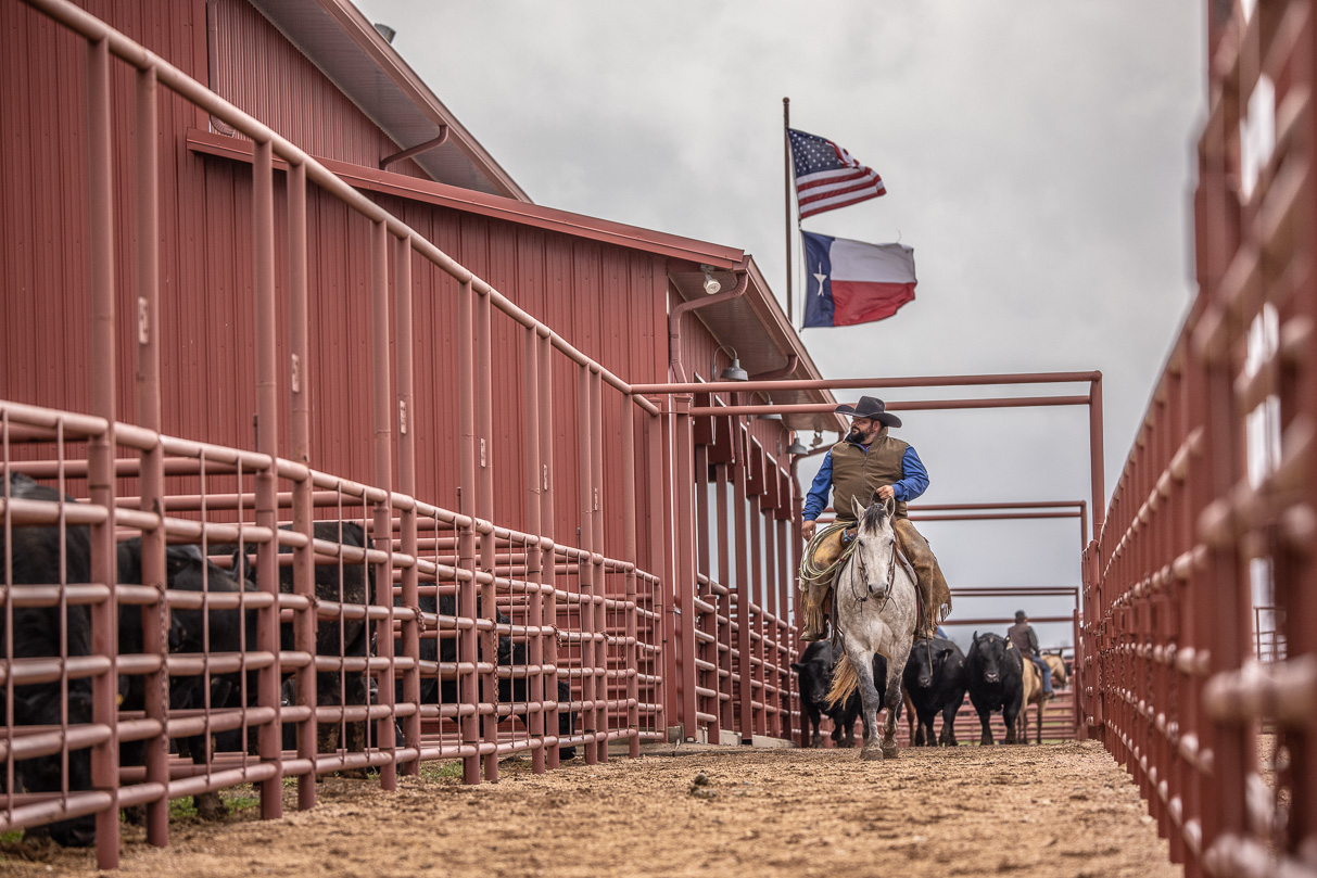 44Farms_Cameron_BullSale_Feb2021-523692