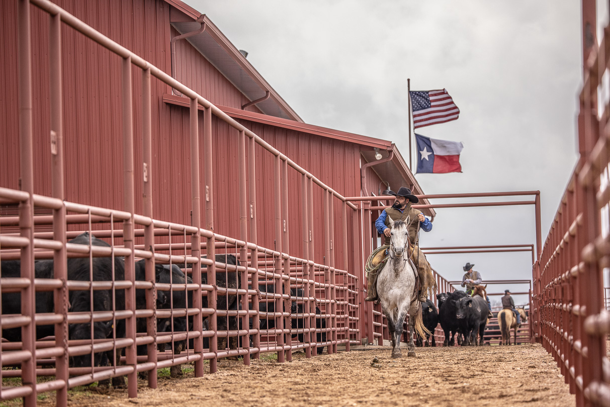 44Farms_Cameron_BullSale_Feb2021-523696