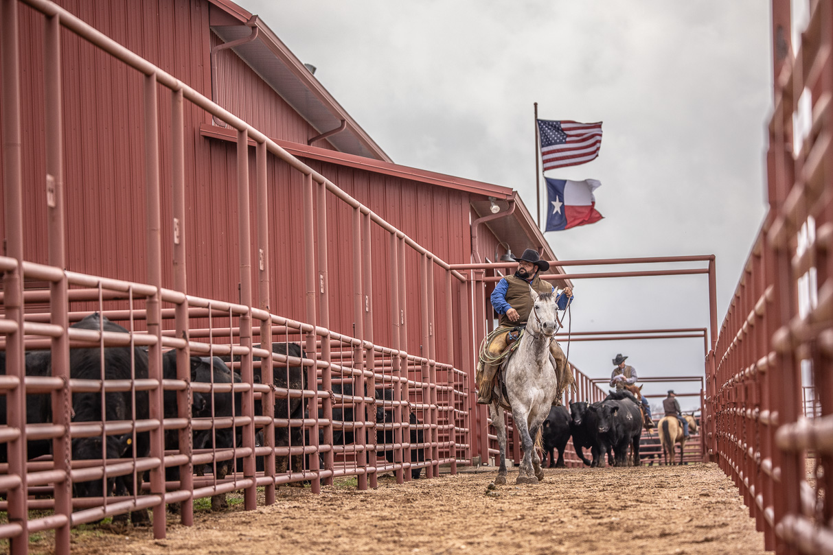 44Farms_Cameron_BullSale_Feb2021-523697