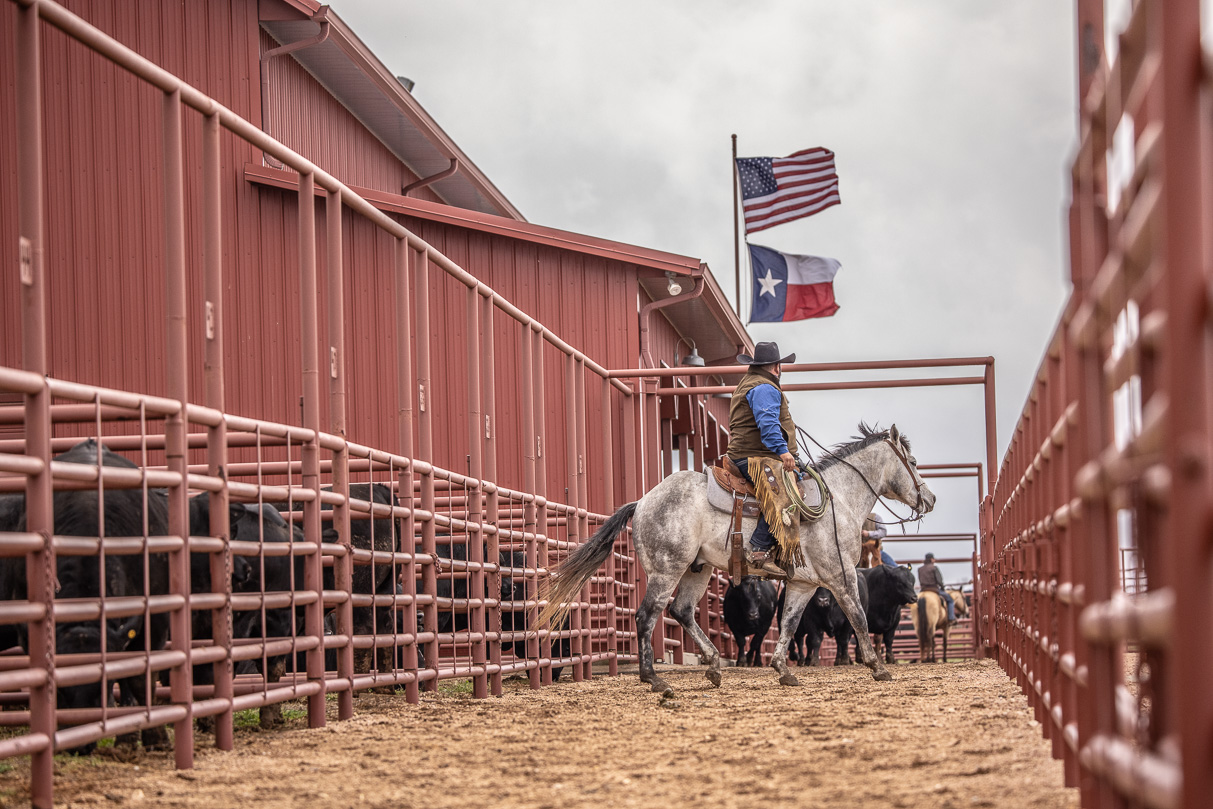 44Farms_Cameron_BullSale_Feb2021-523700