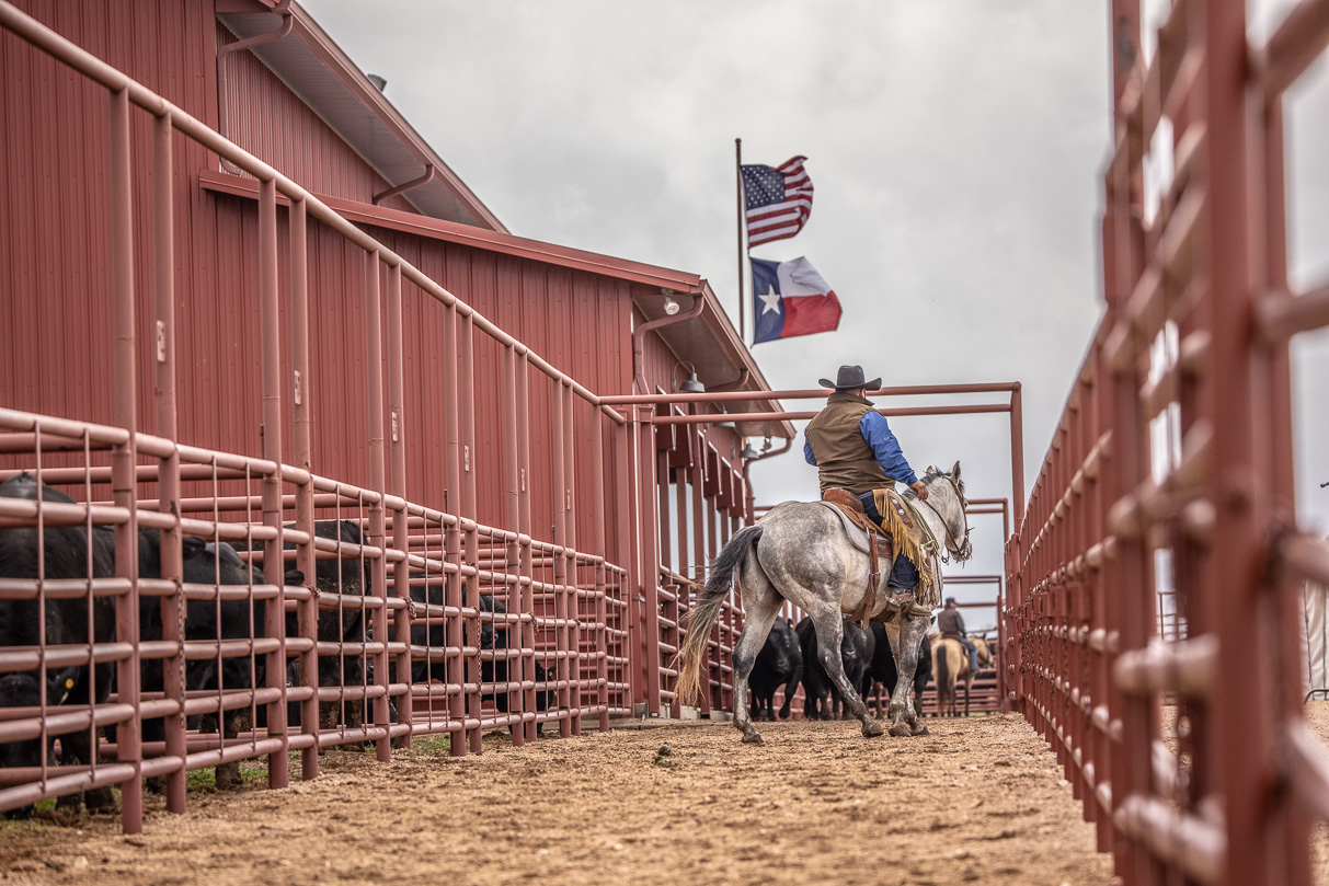 44Farms_Cameron_BullSale_Feb2021-523702