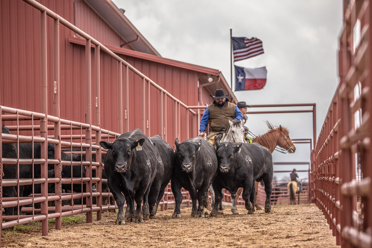44Farms_Cameron_BullSale_Feb2021-523715
