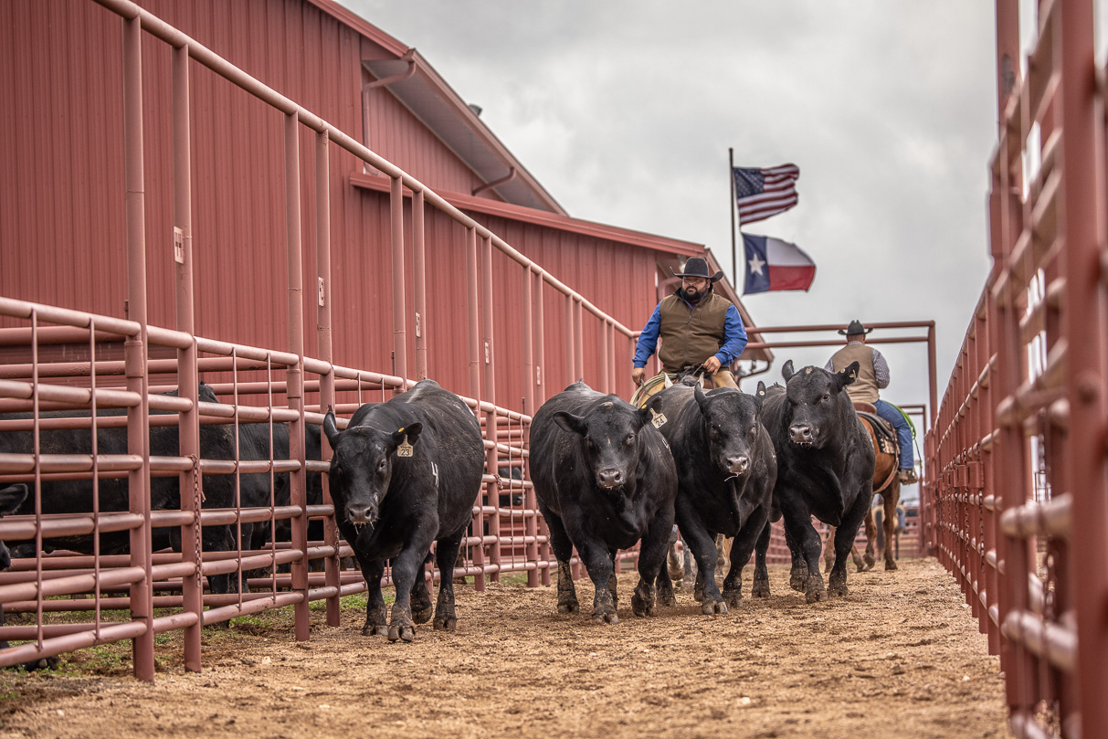 44Farms_Cameron_BullSale_Feb2021-523718