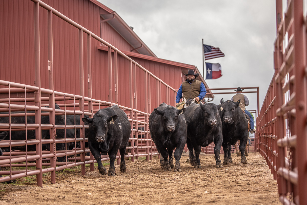 44Farms_Cameron_BullSale_Feb2021-523719