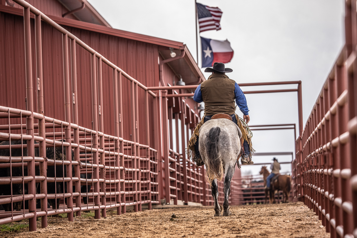 44Farms_Cameron_BullSale_Feb2021-523741