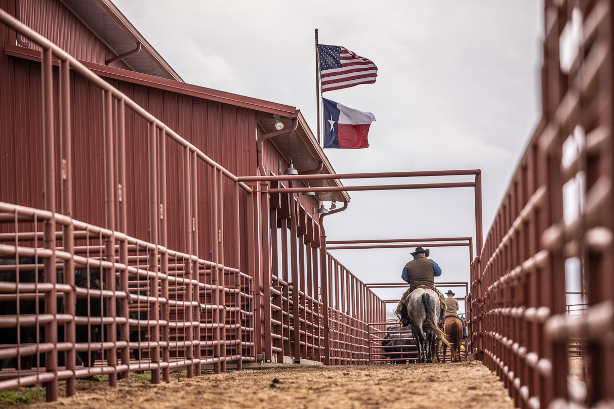 44Farms_Cameron_BullSale_Feb2021-523766