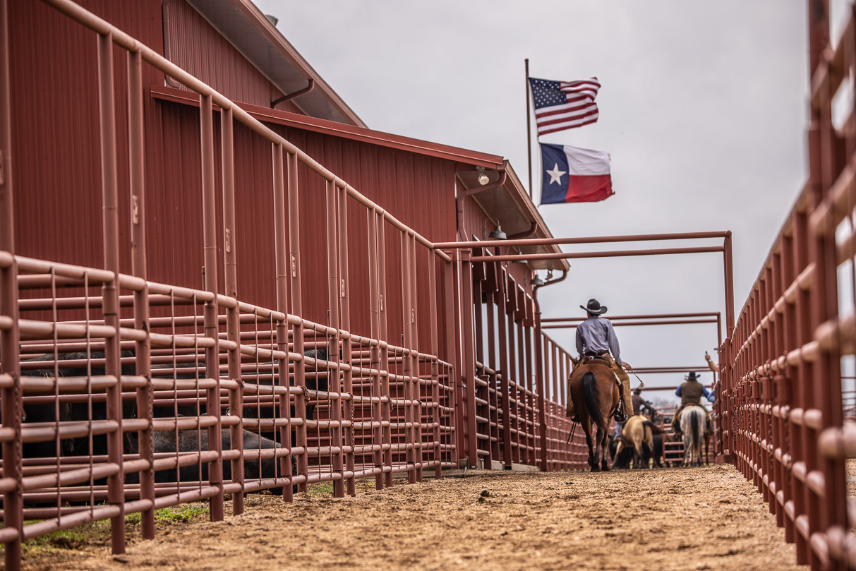 44Farms_Cameron_BullSale_Feb2021-523784