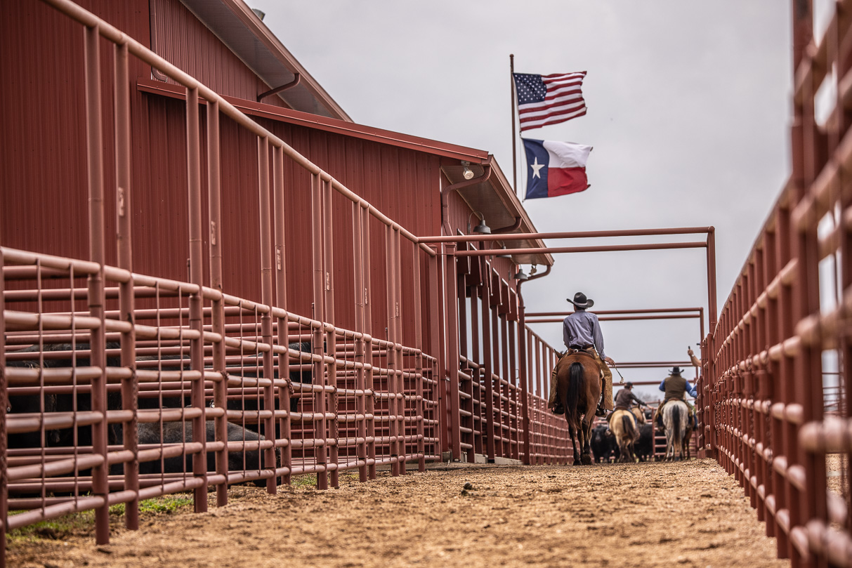 44Farms_Cameron_BullSale_Feb2021-523785