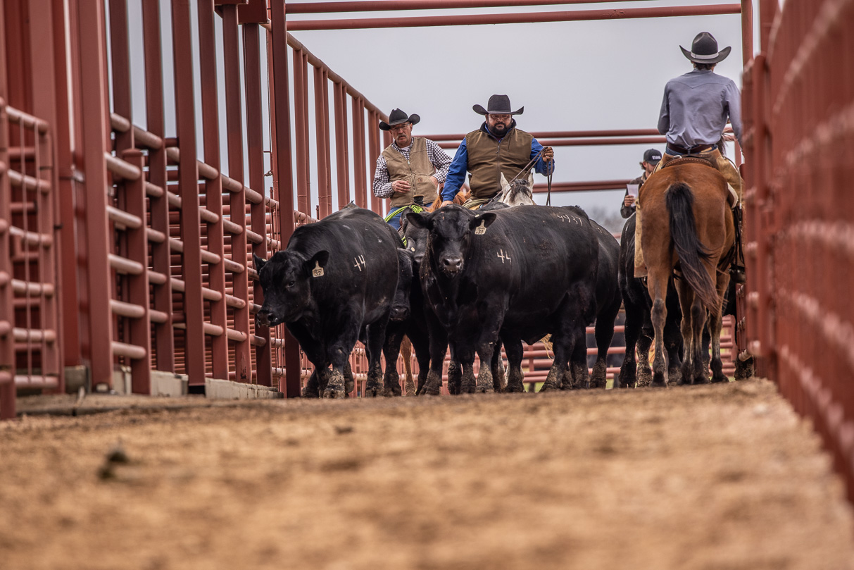 44Farms_Cameron_BullSale_Feb2021-523794