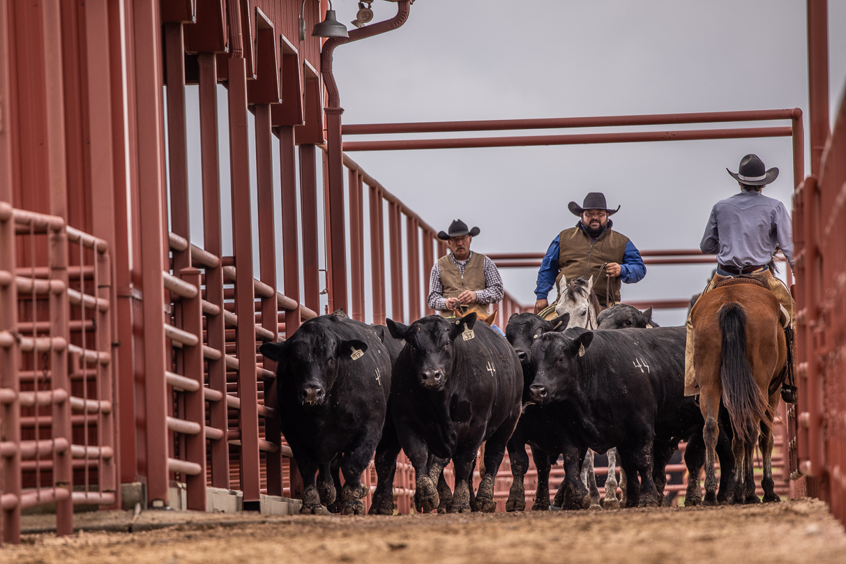 44Farms_Cameron_BullSale_Feb2021-523797