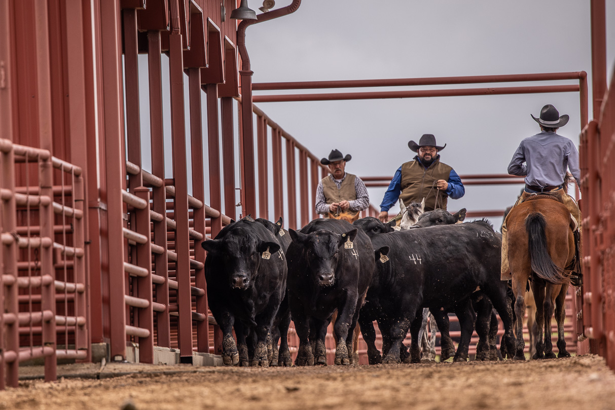44Farms_Cameron_BullSale_Feb2021-523798