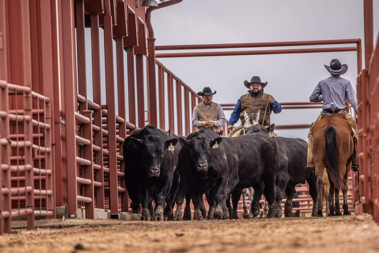 44Farms_Cameron_BullSale_Feb2021-523799