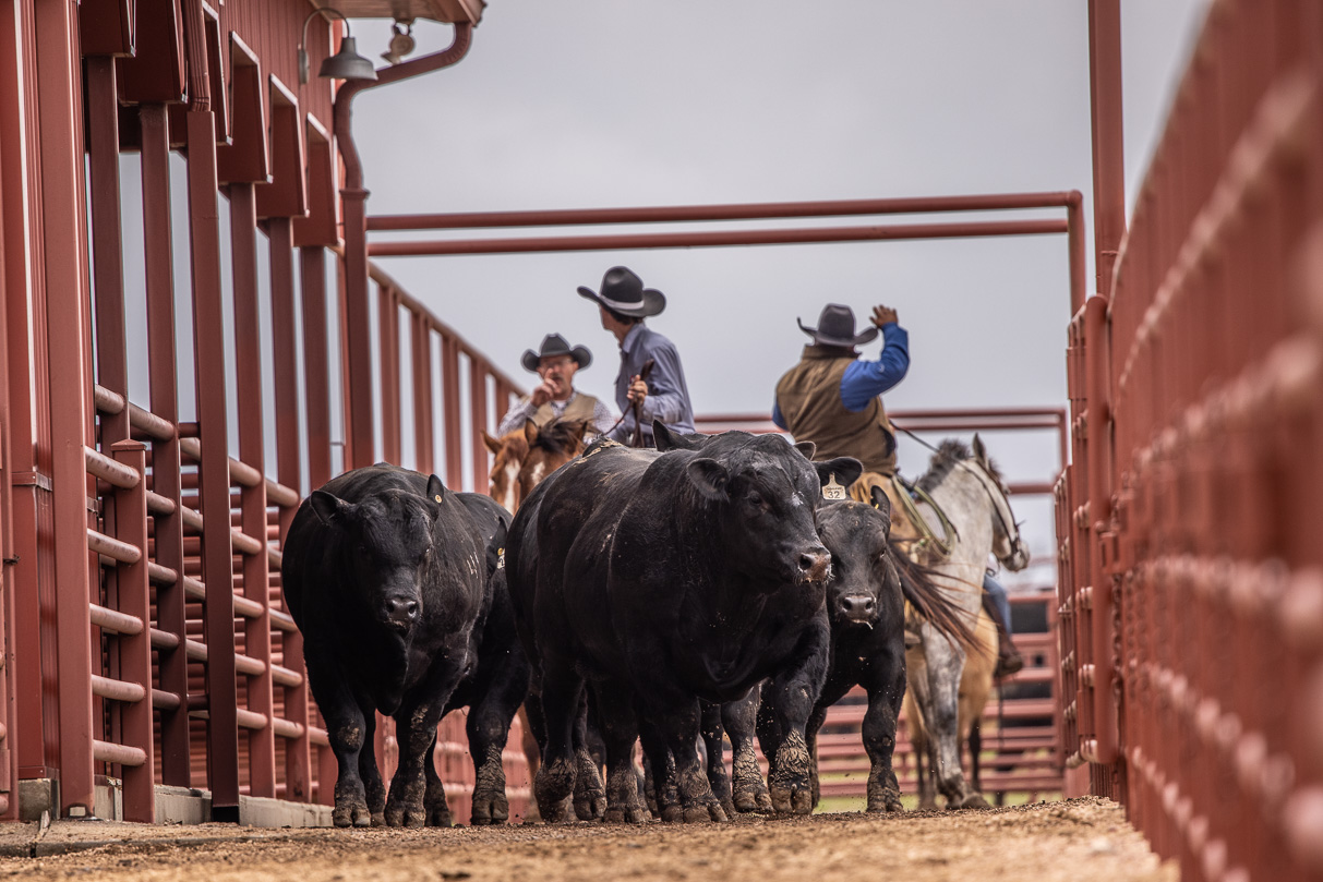 44Farms_Cameron_BullSale_Feb2021-523804