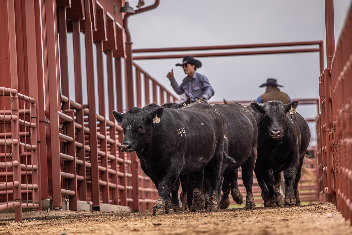 44Farms_Cameron_BullSale_Feb2021-523808