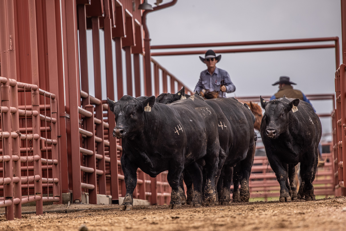 44Farms_Cameron_BullSale_Feb2021-523809
