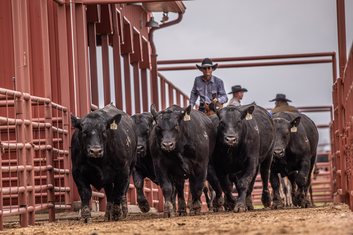 44Farms_Cameron_BullSale_Feb2021-523811