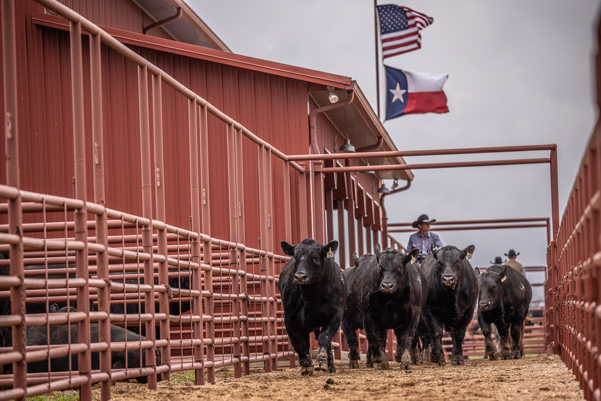 44Farms_Cameron_BullSale_Feb2021-523815