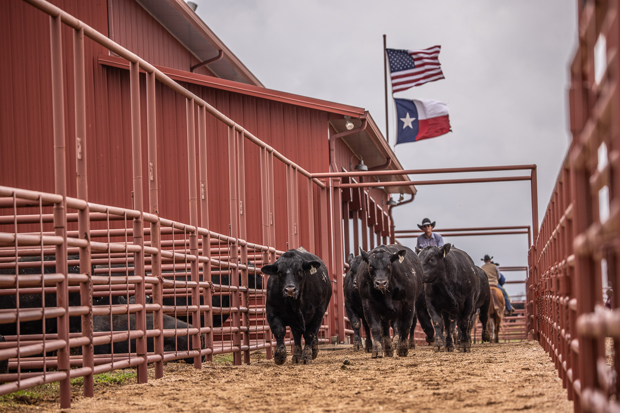 44Farms_Cameron_BullSale_Feb2021-523817