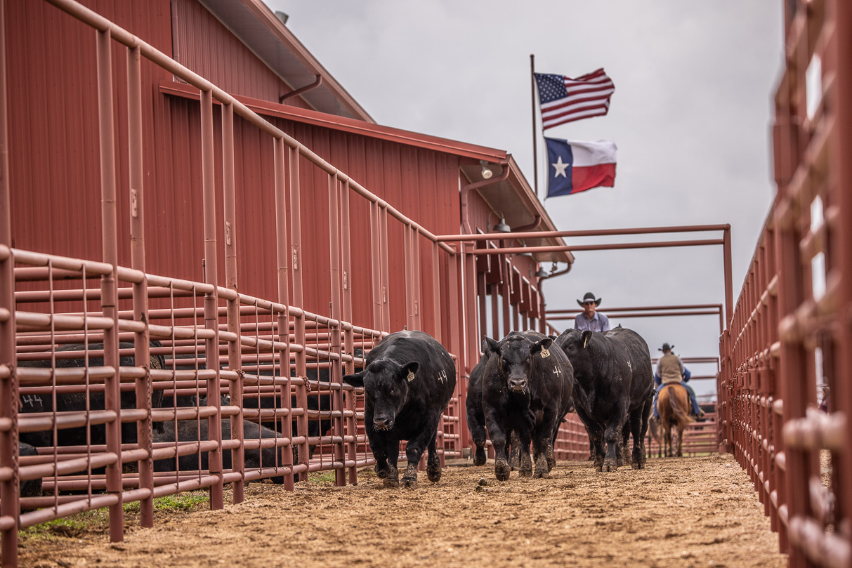 44Farms_Cameron_BullSale_Feb2021-523818