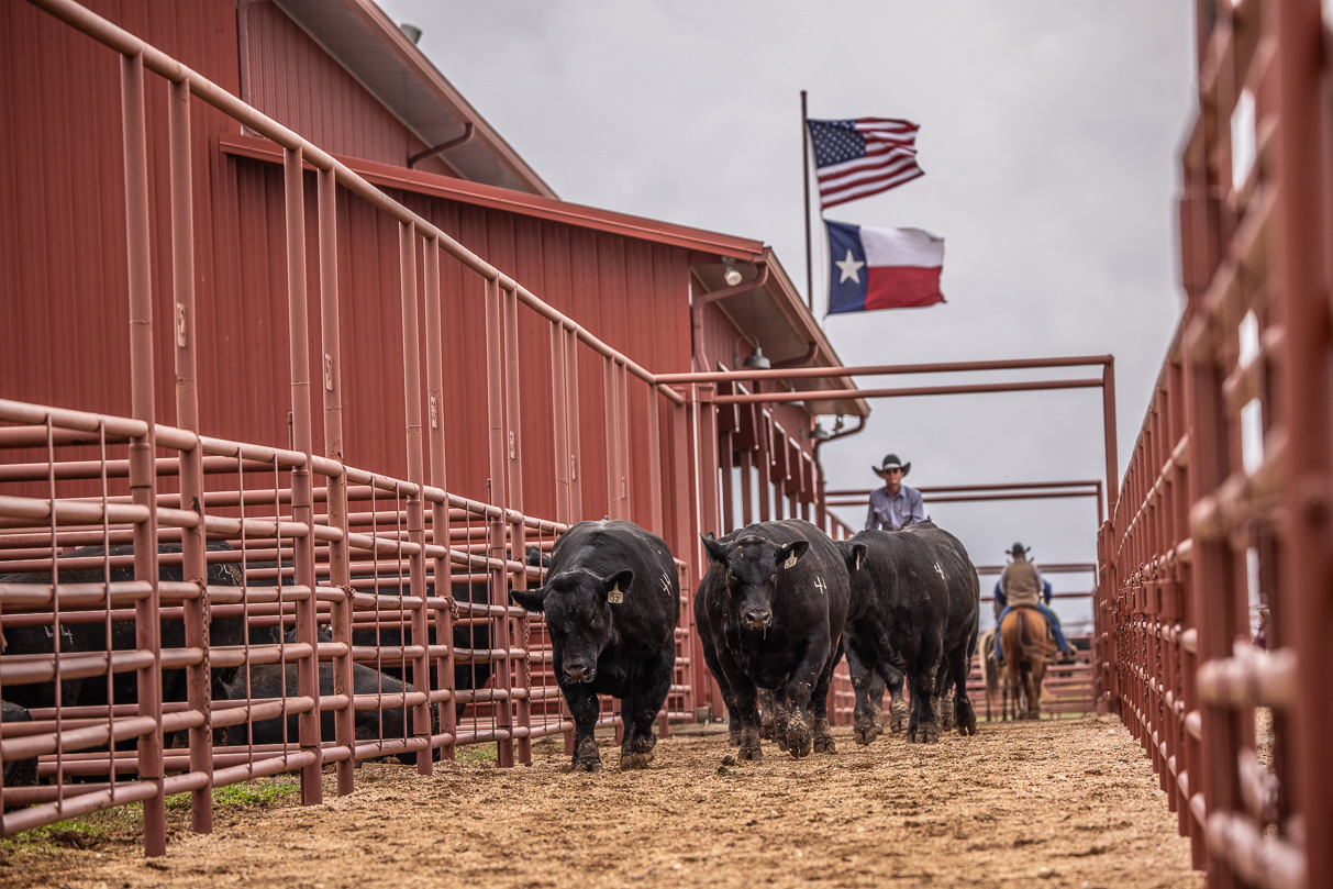 44Farms_Cameron_BullSale_Feb2021-523819