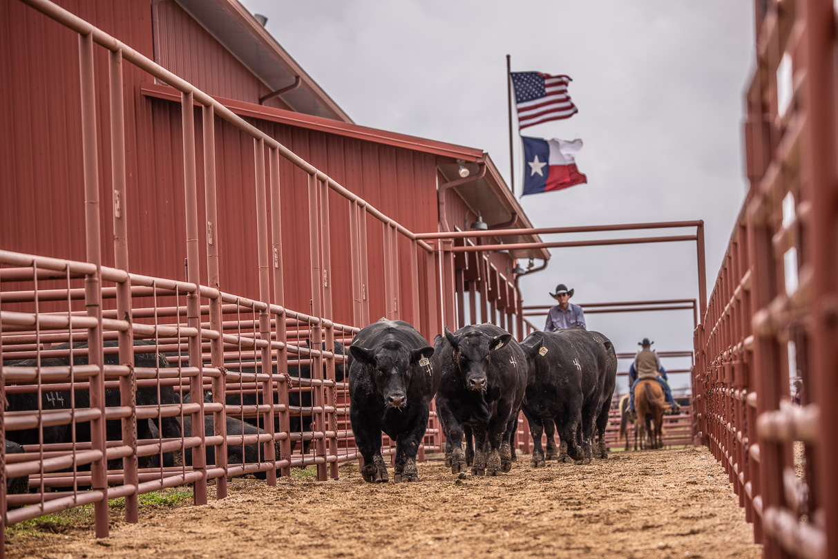44Farms_Cameron_BullSale_Feb2021-523820