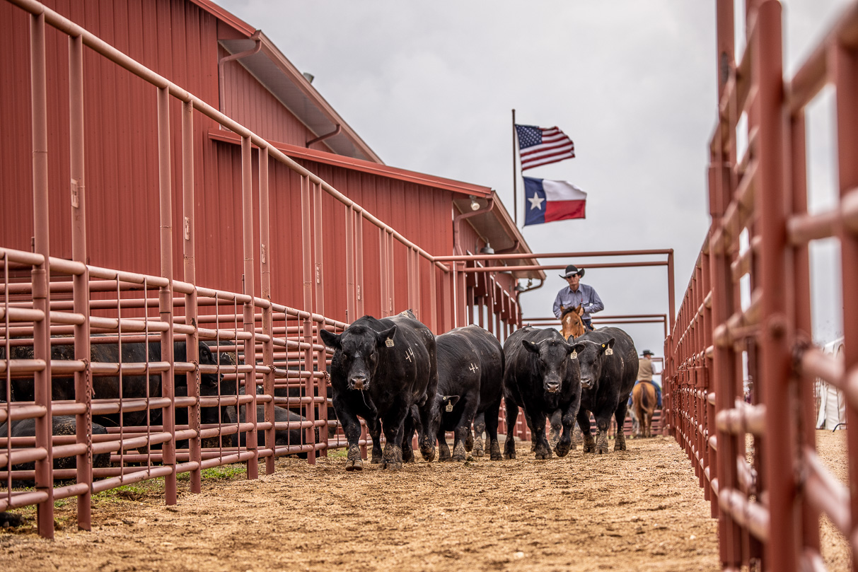 44Farms_Cameron_BullSale_Feb2021-523827