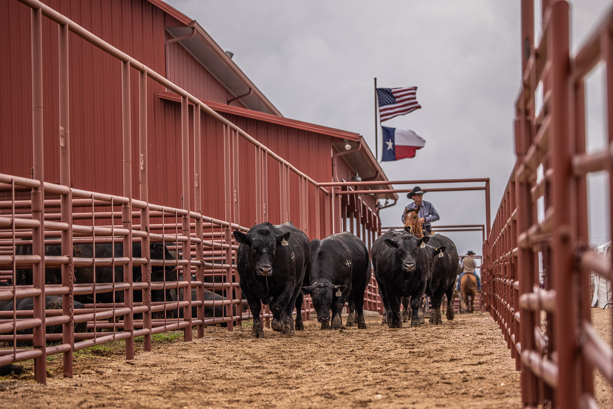 44Farms_Cameron_BullSale_Feb2021-523828