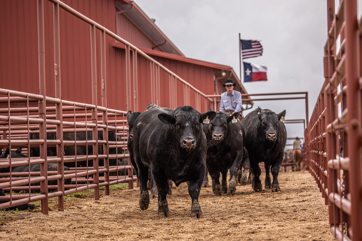 44Farms_Cameron_BullSale_Feb2021-523842