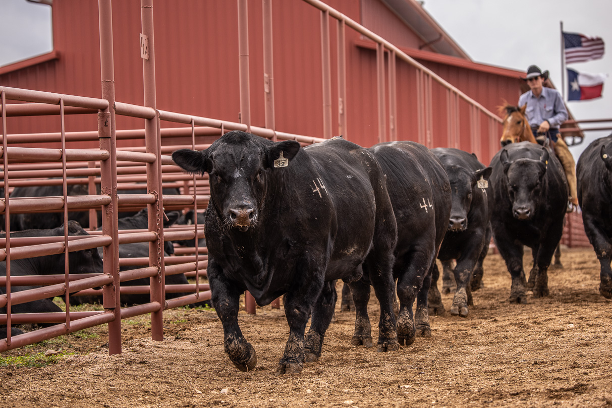 44Farms_Cameron_BullSale_Feb2021-523847