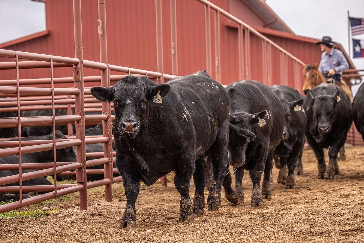 44Farms_Cameron_BullSale_Feb2021-523848