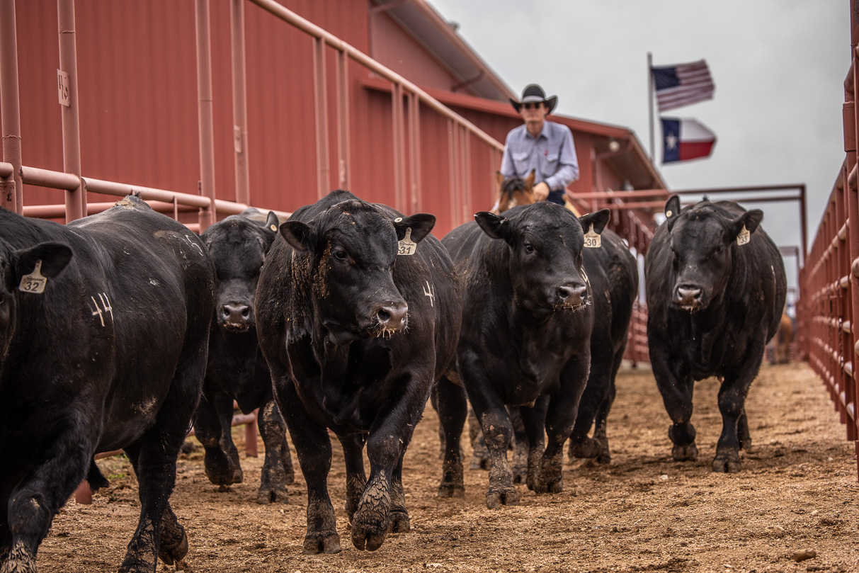 44Farms_Cameron_BullSale_Feb2021-523852
