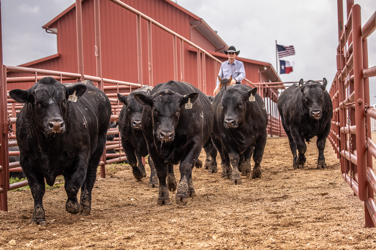 44Farms_Cameron_BullSale_Feb2021-523854