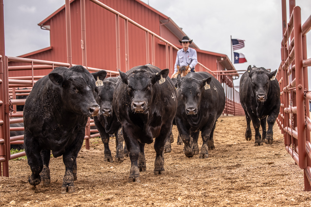 44Farms_Cameron_BullSale_Feb2021-523856