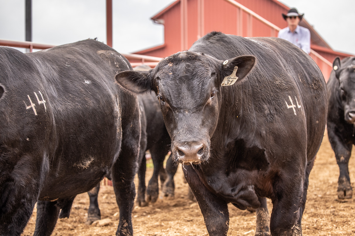 44Farms_Cameron_BullSale_Feb2021-523862
