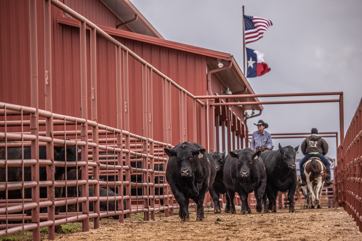 44Farms_Cameron_BullSale_Feb2021-523887