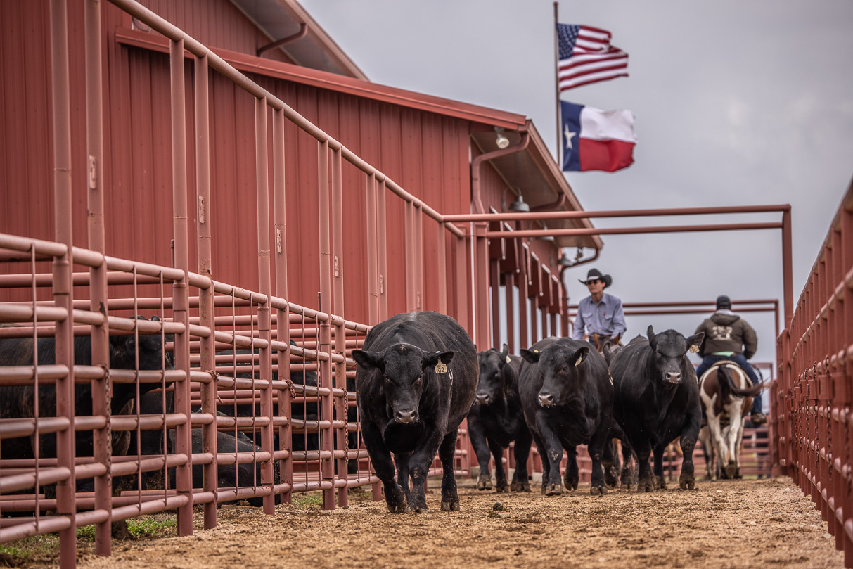 44Farms_Cameron_BullSale_Feb2021-523889