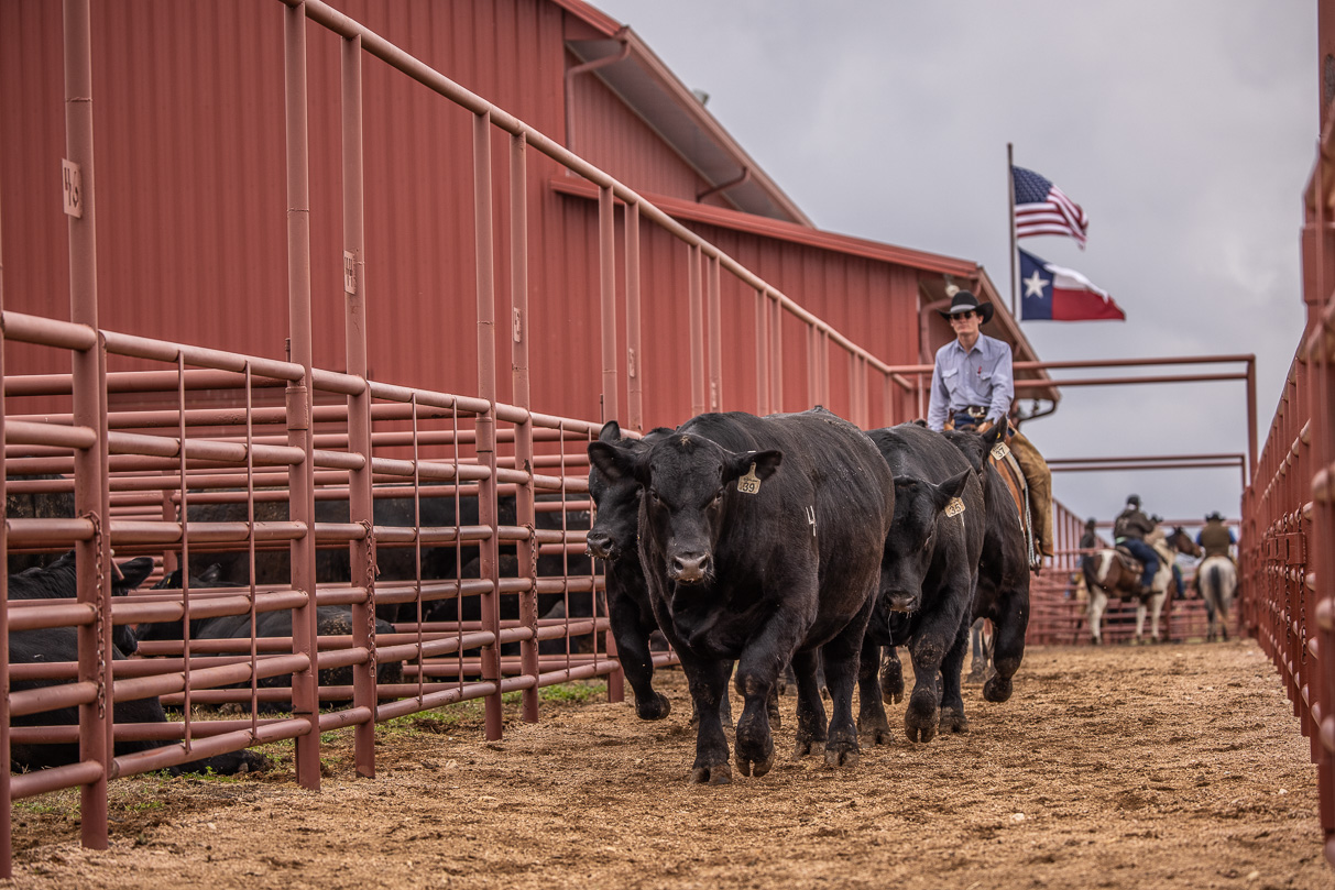 44Farms_Cameron_BullSale_Feb2021-523907